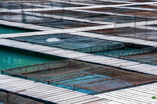 aquaculture-installations-between-wooden-footbridges-at-a-freshwater-fish-farm-close-up-photo